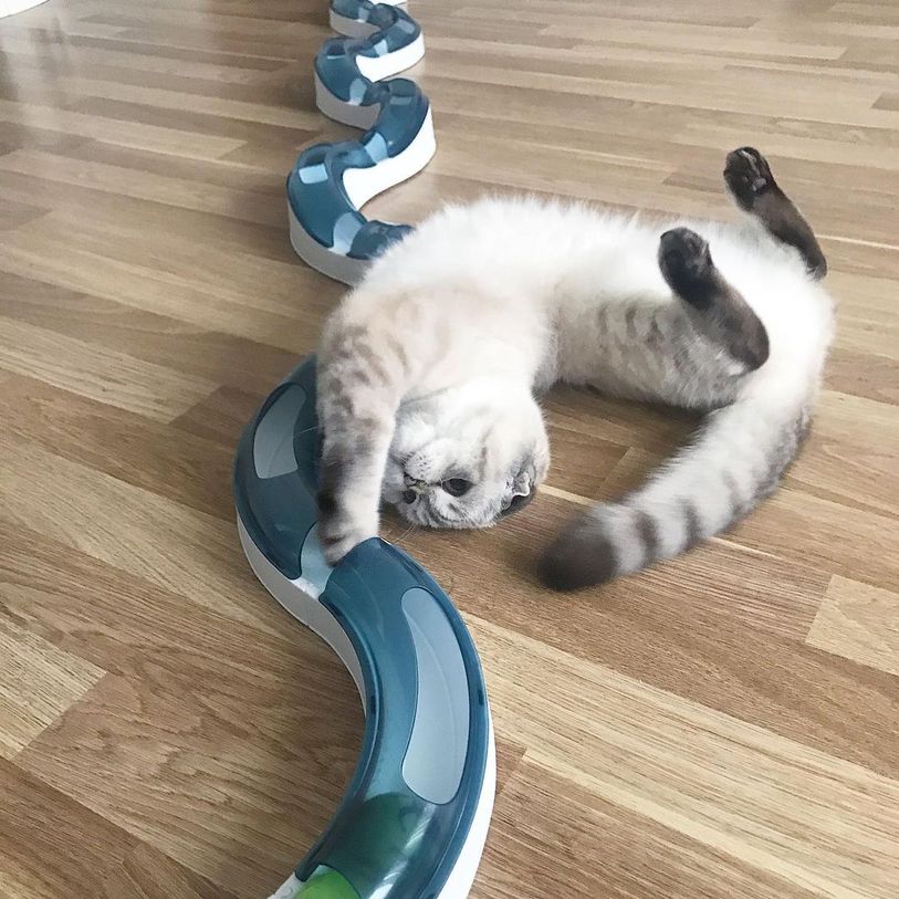 Our cat playing