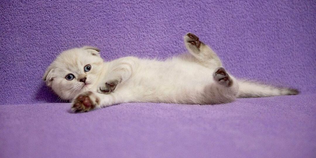 Cat on purple background